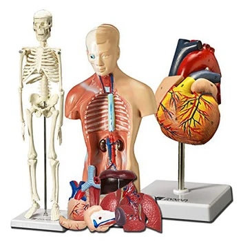  Žmogaus širdies, liemens ir skeleto modelis anatomijai ir fiziologijai Studentai Praktinis 3D modelio mokymosi įrankis, kaip parodyta 3 vnt